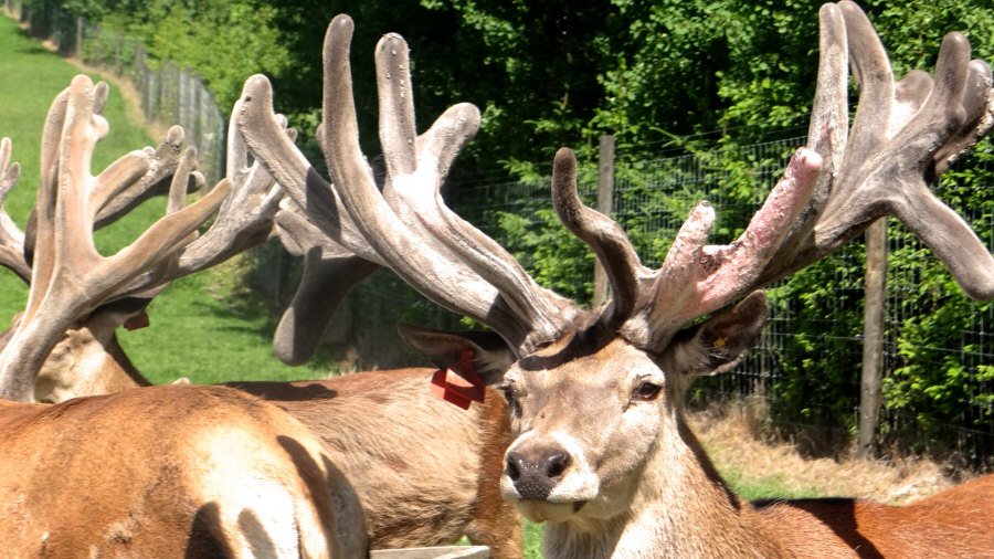 RUDZIE veislinių elnių ferma Lenkijoje veislinės medžiagos gamyba 02
