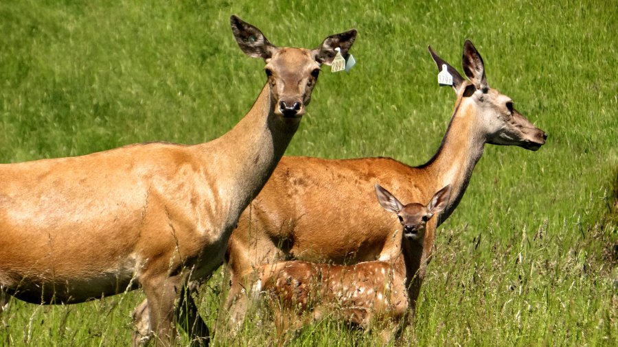 RUDZIE veislinių elnių ferma Lenkijoje veislinės medžiagos gamyba 02
