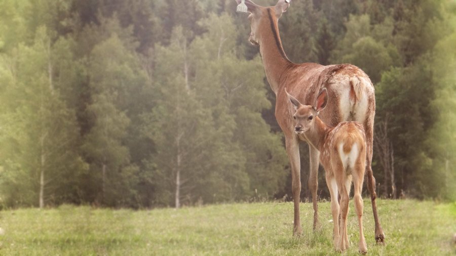 RUDZIE veislinių elnių ferma Lenkijoje veislinės medžiagos gamyba 02