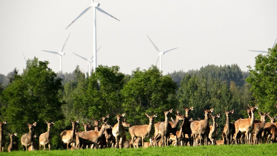 RUDZIE veislinių elnių ferma Lenkijoje veislinės medžiagos gamyba 02