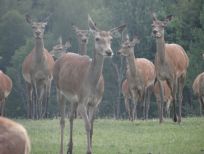 RUDZIE veislinių elnių ferma Lenkijoje veislinės medžiagos gamyba